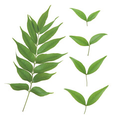 green leaves isolated on white background