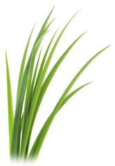 green grass leaves