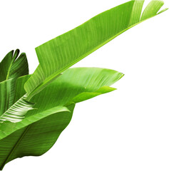 fresh green leaves