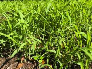 green grass growing in a field