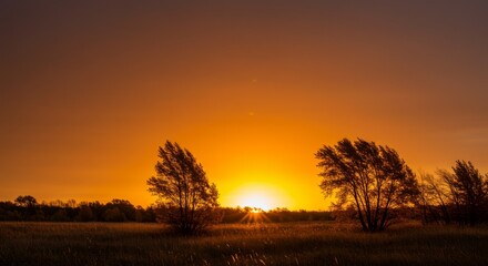 Fototapeta premium Silhouette Trees at Sunset in a Field