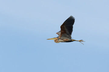 Adult purple heron (ardea purpurea) in breeding plumage in flight, found in Hortobagy National Park in Hungary