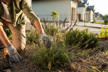 Man working in the garden and looking involved and busy