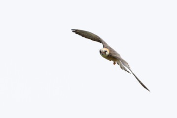 second calendar year or immature female Red-footed Falcon (Falco vespertinus) inin flight, found in Kiskunsag National Park in Hungary