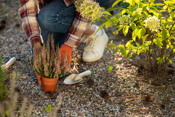 Close up picture of a woman planting flowers in the garden