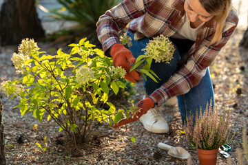 Woman in plaid shirt looking busy while planting yellow flowers in the garden