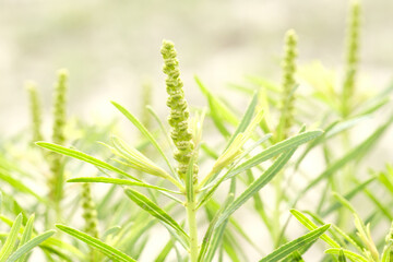 Closeup of Texas Queen's Delight, Queen's Delight, Texas Toothleaf or Stillingia texana plant in nature.