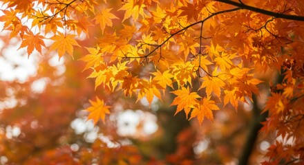 Orange and Red Autumn Maple Leaves