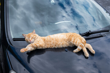 Full-body view of ginger cat sleeping on black car hood under daylight. Relaxed street animal enjoying warmth, cozy urban moment and peaceful feline behavior outdoors