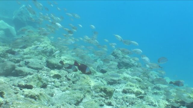 fish school underwater big group of dusky spinefoot Siganus luridus scenery mediterranean scenery