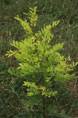 Young Acacia tree growing with fresh green leaves. Robinia pseudoacaia tree