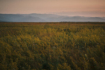 Serene sunset over a vast field of wildflowers, gently swaying in the breeze.  Mountains rise in...