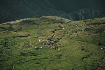 Aerial view of a flock of sheep grazing on a lush green mountain pasture. Winding road snakes...