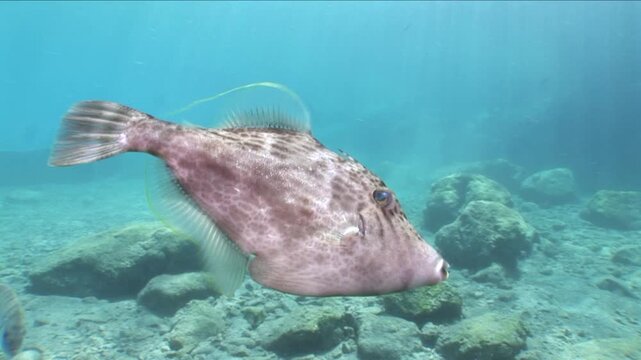 file fish coming close to the camera underwater filefish scenery fish  Stephanolepis spec