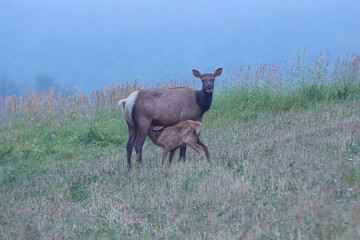 Rocky Mountain Elk Mother and Nursing Calf in Pennsylvania 