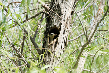 Baby red-bellied woodpecker chick peeking out from cavity nest in willow tree.