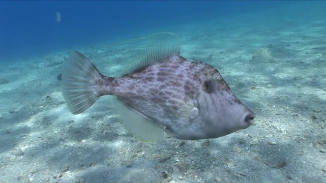 file fish coming close to the camera underwater filefish scenery fish  Stephanolepis spec