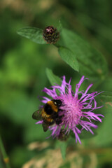 Bombus insect on Centaurea. Bumblebee on purple wild flower or garden cornflower in the meadow 