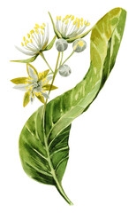 Linden tree branch with leaves and flowers. Hand drawn with watercolor. For food, packaging and cosmetics