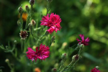 Close-up of beautiful dark pink Cornflower in the green meadow on summer. Centaurea 