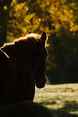 Fall season horse image of sorrel gelding looking away, autumn color tree leaves in vertical background.
