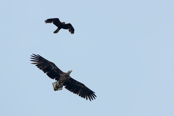 Fototapeta premium immature white-tailed eagle (haliaeetus albicilla) get attackt by a adult female western marsh harrier (circus aeruginosus) in flight, found in Fehér in Hungary