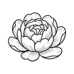 Obraz premium Detailed black and white sketch of a blooming peony flower blossom botanical