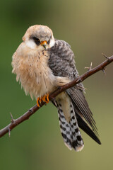 adult female Red-footed Falcon (Falco vespertinus) perching on a branch, found in Hortobagy National Park in Hungary