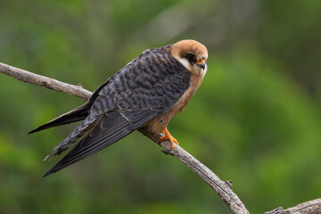 adult female Red-footed Falcon (Falco vespertinus) perching on a branch, found in Hortobagy National Park in Hungary