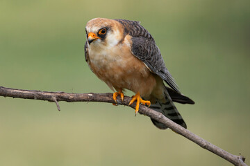adult female Red-footed Falcon (Falco vespertinus) perching on a branch, found in Hortobagy National Park in Hungary