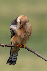 adult female red-footed falcon (Falco vespertinus) preening its breast feathers in the rain while perching on a branch, found in Hortobagy National Park