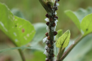 Close-up of Cochineal infestation on small green burdock. Many Cochineal insects on Arctium lappa