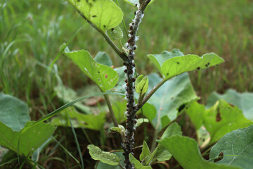 Close-up of Cochineal infestation on small green burdock. Many Cochineal insects on Arctium lappa