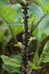 Close-up of Cochineal infestation on small green burdock. Many Cochineal insects on Arctium lappa