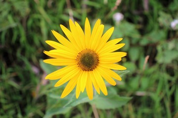Springtime nature at Saywite archaeological zone in Abancay, Peruvian Andes.