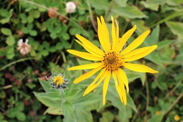 Springtime nature at Saywite archaeological zone in Abancay, Peruvian Andes.