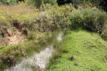 Springtime nature at Saywite archaeological zone in Abancay, Peruvian Andes.