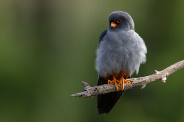 adult male Red-footed Falcon (Falco vespertinus) perching on a branch, found in Hortobagy National...