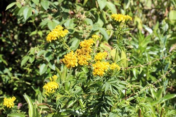 Springtime nature at Saywite archaeological zone in Abancay, Peruvian Andes.