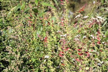 Springtime nature at Saywite archaeological zone in Abancay, Peruvian Andes.