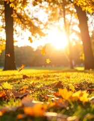 Autumn leaves in a park at sunset
