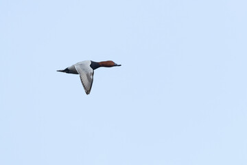 common pochard (aythya ferina), in flight, found in Hortobagy National Park in Hungary