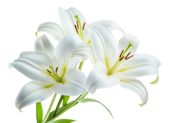 Naklejka premium PNG White lily flowers white white lilies arrangement.
