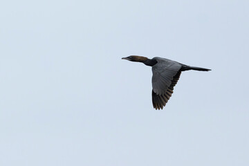 adult pygmy cormorant (microcarbo pygmeus) in flight, found in Hortobagy National Park in Hungary