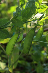 Oregon Sugar Pod or Mangetout pea pod on plants in the vegetable garden on summer. Pisum sativum