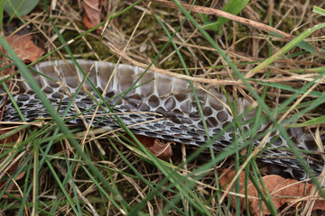 Close-up of european Hierophis viridiflavus black snake skin lying in the meadow after a snake has shed it. Western whip snake skin