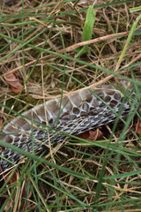 Close-up of european Hierophis viridiflavus black snake skin lying in the meadow after a snake has shed it. Western whip snake skin