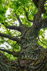 Old oak tree branches and trunk in summertime, bottom up view at old oak tree, close up