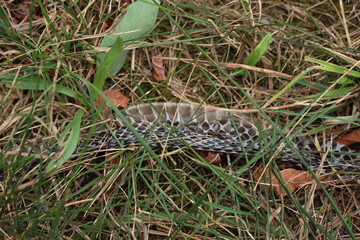 Close-up of european Hierophis viridiflavus black snake skin lying in the meadow after a snake has shed it. Western whip snake skin