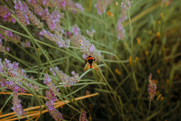 Bumblebee on lavender in soft evening light